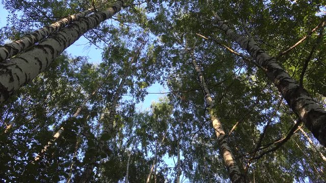 Crowns of birches (Betula pendula).