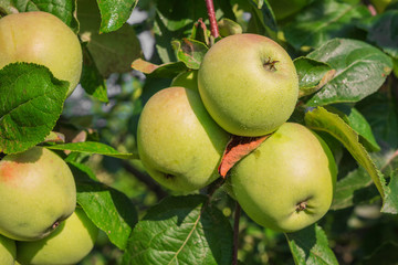 green apple on a tree branch on a sunny summer day, the concept of ecology with a copy space