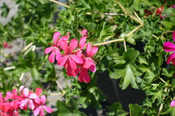 Fototapeta premium Closeup of pink flowers of ivy leaved geranium