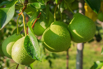 pear tree branch on a sunny summer day, ecology concept with copy space