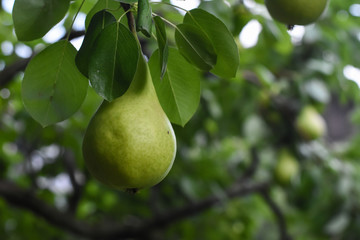 Ripe green pear on the branch. Organic pears grow in orchards
