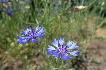 Close view of blue flowers of Centaurea cyanus