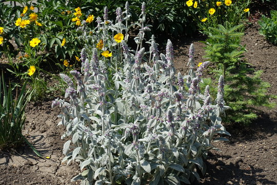 Stachys byzantina in full bloom in June