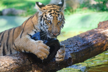 Tiger playing with a plastic wheel on a wooden trunk 