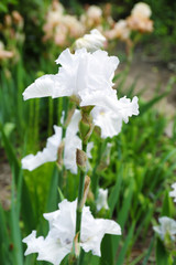 Fototapeta na wymiar Beautiful blossoming iris on spring day outdoors