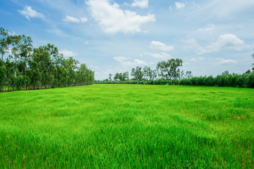 Grass, Field, Meadow, Tree, Lawn