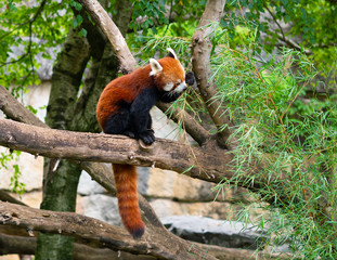 Red panda Ailurus fulgens or lesser panda eating bamboo leaves