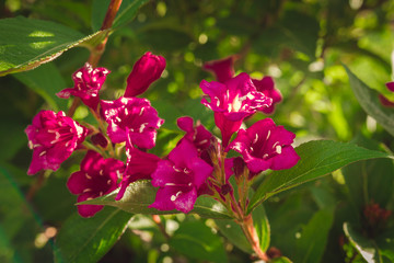 Veigela flowers in a flowerbed on a background of green grass close-up with copy space
