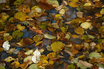 Multicolored fallen leaves on the surface of the pond