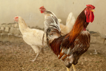 Beautiful colorful rooster standing in the chicken coop