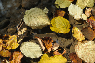 Dry fallen leaves on the surface of the pond