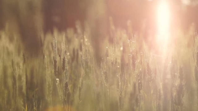 Cereals breeding wheat field lit by sunlight, healthy organic food for breakfast