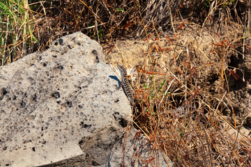 Fototapeta premium common lizard in natural environment