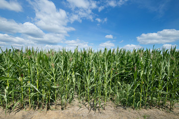 Dense green field, a thriving, high corn