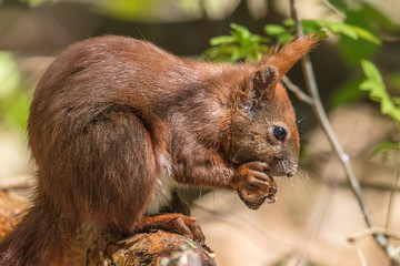 eichhörnchen