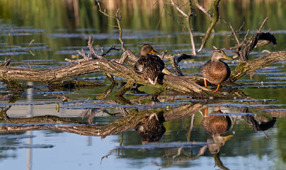Wild Mallard Ducks (Anas platyrhynchos) resting on the sunken lake in Zegrze Lake