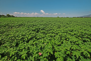 Türkiye / Aydın / Söke ovasında pamuk tarlası © mylasa