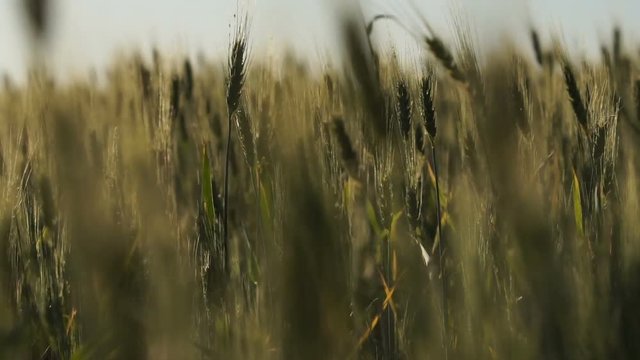 Organic wheat breeding for export, national agriculture industry, fertile land