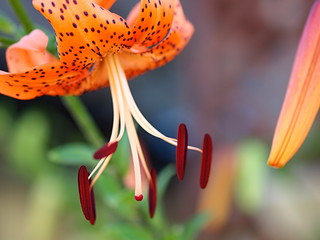 オニユリの花