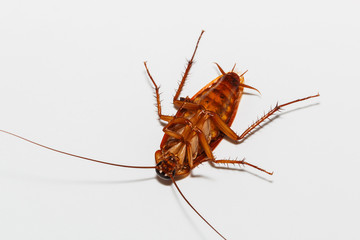 Cockroach brown   on isolated white background