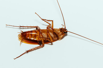 Cockroach brown with  antennae on white background
