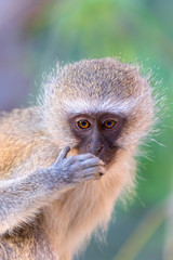 vervet monkeys face