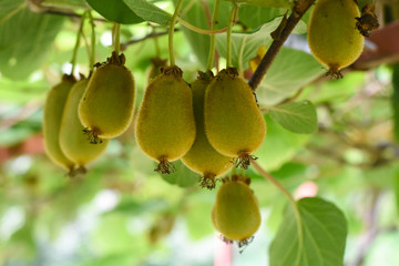 Green kiwi fruit on Actinidia Issai tree. Kiwi fruit on the branch
