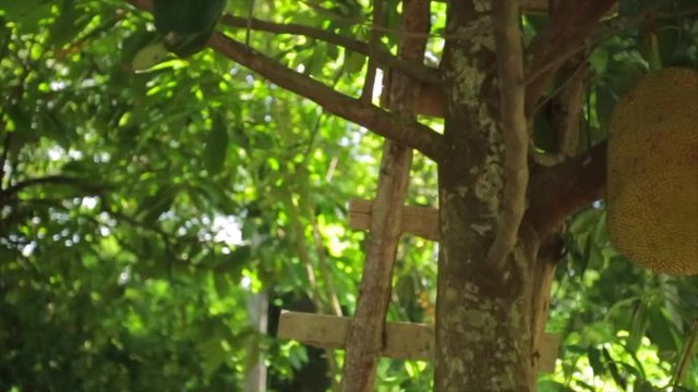 Yaca fruit at comalcalco tabasco