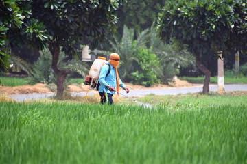 Farmer spray fertilizer in field with motor sprayer