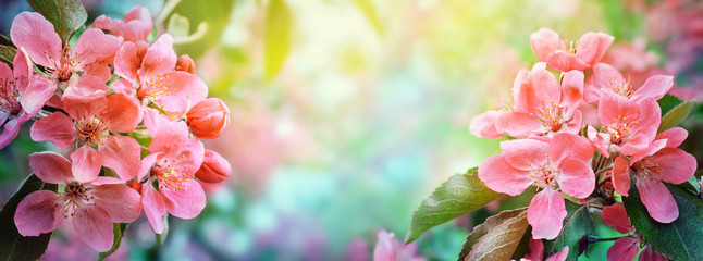 Fototapeta premium Cherry blossom, sakura flowers. Abstract blurred wide background of spring blossoms tree, selective focus.