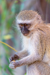 vervet monkey intense gaze