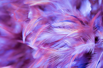 Colorful chicken feathers in soft and blur style for the background. bird texture