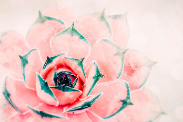 Bright red-pink cactus succulent on soft light gentle focus background. Beautiful natural cactus,...