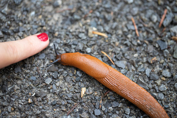 rote Nacktschnecke kriecht zu einem Finger