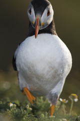 Atlantic Puffin on Skomer Island, Wales