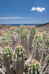 Jandia-Wolfsmilch - Euphorbia handiensis