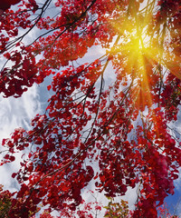 Bright red leaves on the branches of a maple against the sky. Wonderful sunny warm day. Colors of autumn.
