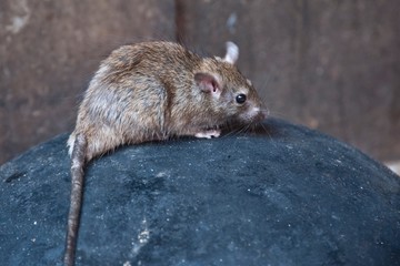 Karni-Mata-Tempel, Rattentempel, Rajasthan