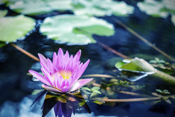 Lotus flower with green leaves in pond