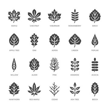 Autumn leaves flat glyph icons. Leaf types, rowan, birch tree, maple, chestnut, oak, cedar pine, linden, guelder rose. Signs of nature plants Solid silhouette pixel perfect 64x64.