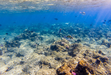 Fototapeta na wymiar Tropical fishes on a beautiful coral garden in Red Sea.