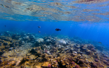 Fototapeta premium Underwater panorama with fish and coral.