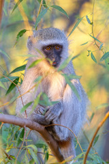 vervet monkey foraging