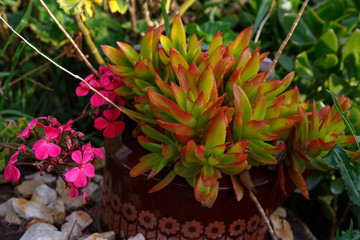 Red and green succulent planted on a pot