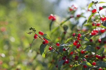 Green shrub of honeysuckle with bright red ripe berries with beautiful bokeh