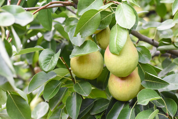 Ripe green pear on the branch. Organic pears grow in orchards
