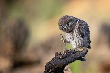 The little owl (Athene noctua) stands on a branch with a raised paw