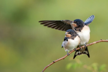 Two nestling barn swallows (Hirundo rustica) waiting for their parents. - obrazy, fototapety, plakaty