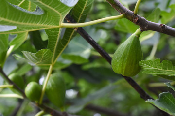 Jung fig on branch. Green figs on branch in summer