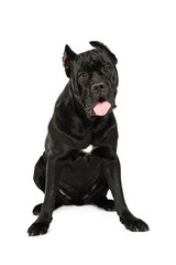 Cane Corso sitting with tongue sticking out